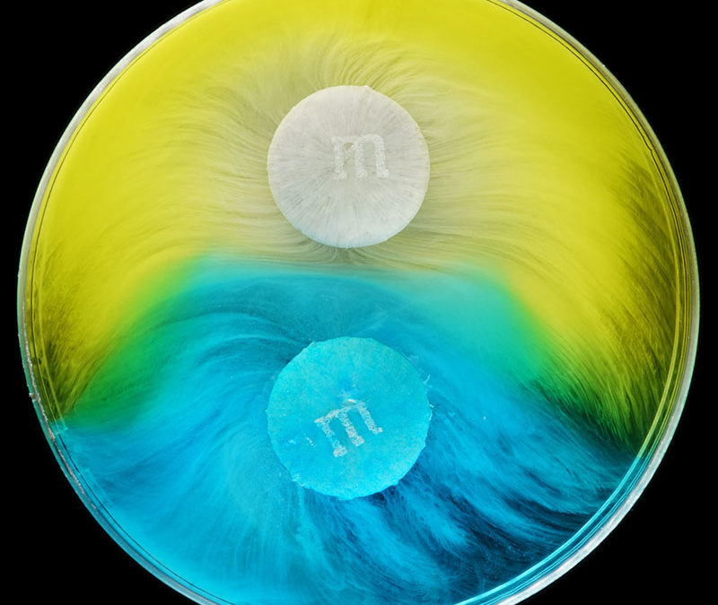 DISSOLVING M&Ms DISSOLVING M&Ms